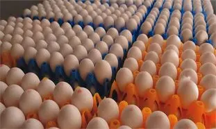 تخم مرغ شانه ای چند؟