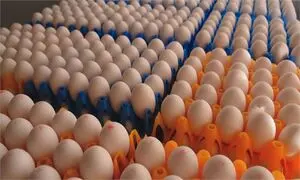 تخم مرغ شانه ای چند؟