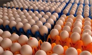 تخم مرغ شانه ای چند؟
