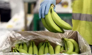 قیمت موز از ۴۰ هزار تومان هم بیشتر می شود