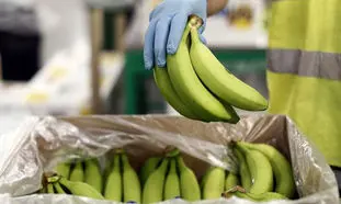 قیمت موز از ۴۰ هزار تومان هم بیشتر می شود