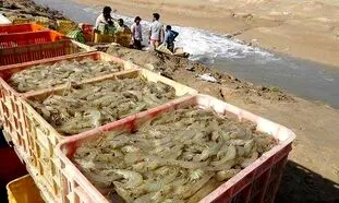 حمایت بانک کشاورزی از طرح پرورش لارو میگو در تنگستان