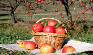 چه میوه‌هایی برای زخم معده مفید است؟
