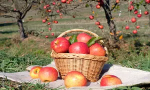 چه میوه‌هایی برای زخم معده مفید است؟