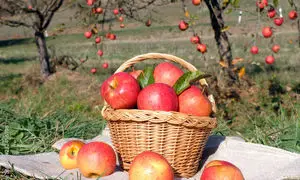 چه میوه‌هایی برای زخم معده مفید است؟