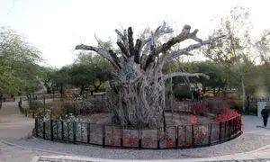 حضور در بخش ملی و بین‌الملل «سینماحقیقت»