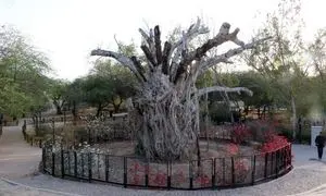 حضور در بخش ملی و بین‌الملل «سینماحقیقت»