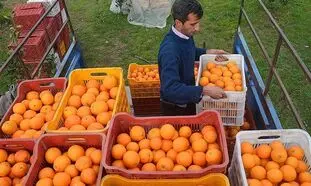 پرتقال شب عید 1400 کیلویی چند؟