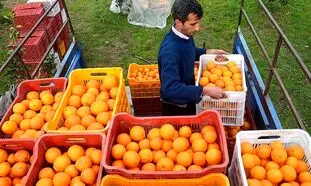 پرتقال شب عید 1400 کیلویی چند؟