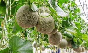 کاشت طالبی با زباله و مواد بازیافتی (ویدیو)