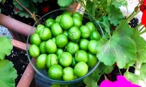 گوجه سبز نوبرانه به بازار آمد؛ قیمت 125 تا 150 هزار تومان
