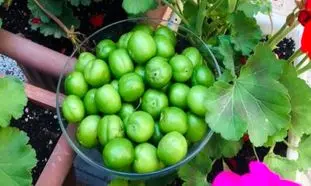 گوجه سبز نوبرانه به بازار آمد؛ قیمت 125 تا 150 هزار تومان