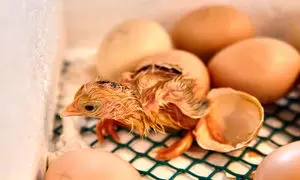 ساخت اولین دستگاه جوجه کشی هوشمند