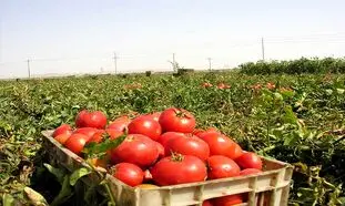 گوجه فرنگی دوباره گران شد؟