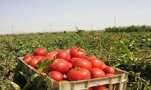 گوجه فرنگی دوباره گران شد؟