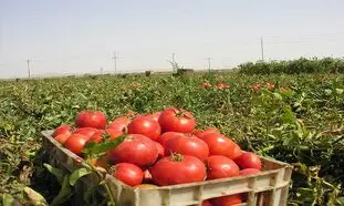 گوجه فرنگی دوباره گران شد؟