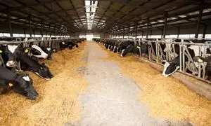 کارخانه خوراک سازی اشراق راه‌اندازی شد