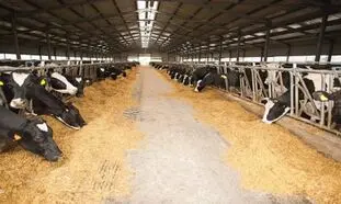کارخانه خوراک سازی اشراق راه‌اندازی شد