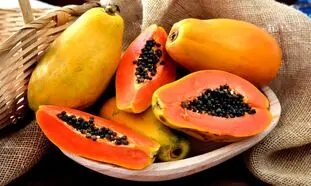 کاشت و برداشت پاپایا ؛ لوکس ترین میوه استوایی (ویدیو)