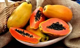 کاشت و برداشت پاپایا ؛ لوکس ترین میوه استوایی (ویدیو)