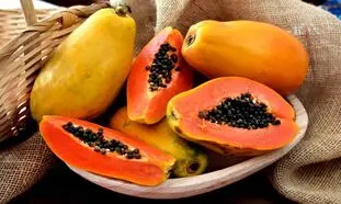 کاشت و برداشت پاپایا ؛ لوکس ترین میوه استوایی (ویدیو)