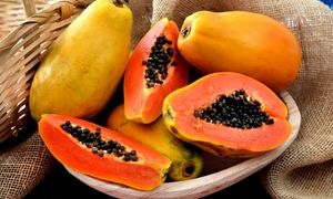 کاشت و برداشت پاپایا ؛ لوکس ترین میوه استوایی (ویدیو)