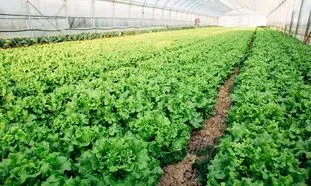 واگذاری 70 هکتار زمین کشاورزی به دانش آموختگان کشاورزی