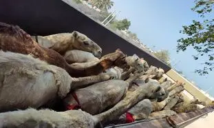 شترهای وارداتی از قطر دیپورت می‌شوند؟