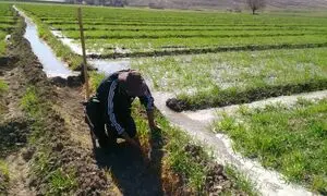 عدم توجه دولت به بخش کشاورزی