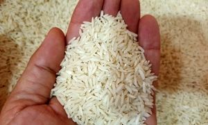 برنامه دولت برای جلوگیری از گران شدن برنج