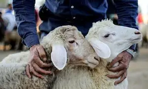 قیمت گوسفند زنده در آستانه تاسوعا و عاشورا چقدر است؟