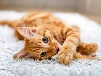 صنعت پت در ایران؛ نوپا اما میلیارد دلاری