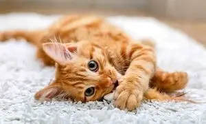 صنعت پت در ایران؛ نوپا اما میلیارد دلاری