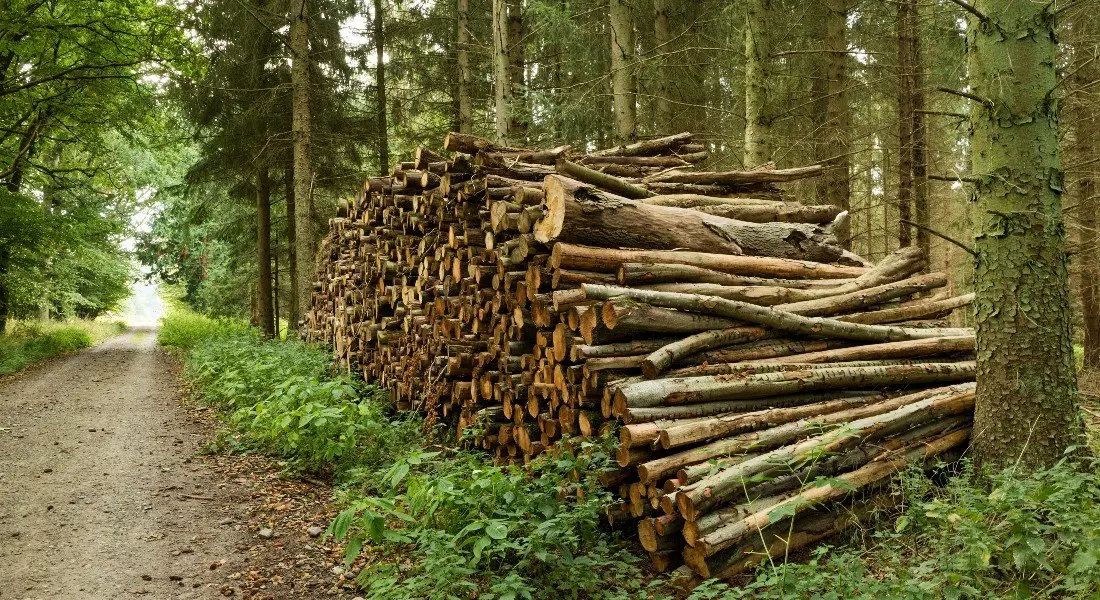 چالش های تامین چوب در بازار ایران؛ راهکارها و راه حل ها