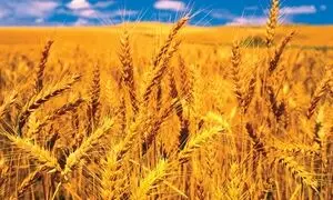  صدور نزدیک به ۴۰ هزار میلیارد تومان اعتبار برای گندم‌کاران