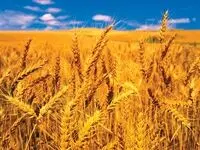  صدور نزدیک به ۴۰ هزار میلیارد تومان اعتبار برای گندم‌کاران