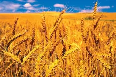  صدور نزدیک به ۴۰ هزار میلیارد تومان اعتبار برای گندم‌کاران