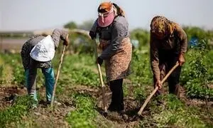 همکاری فاوا و دیجی کالا برای توانمندسازی کسب‌وکارهای روستایی
