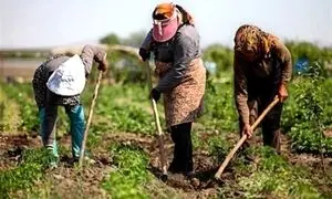 همکاری فاوا و دیجی کالا برای توانمندسازی کسب‌وکارهای روستایی