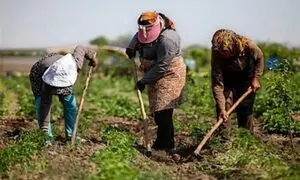 همکاری فاوا و دیجی کالا برای توانمندسازی کسب‌وکارهای روستایی