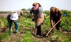 همکاری فاوا و دیجی کالا برای توانمندسازی کسب‌وکارهای روستایی