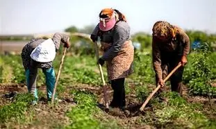 همکاری فاوا و دیجی کالا برای توانمندسازی کسب‌وکارهای روستایی