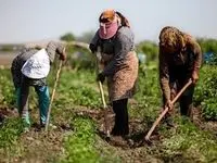 همکاری فاوا و دیجی کالا برای توانمندسازی کسب‌وکارهای روستایی