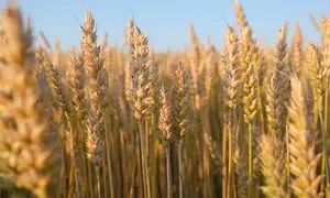 بازدهی موثر سالانه ۴۰ درصدی صندوق ثمر گندم