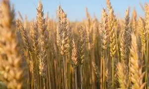 بازدهی موثر سالانه ۴۰ درصدی صندوق ثمر گندم
