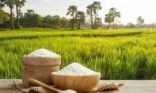 قیمت برنج چطور توانست رکوردشکنی کند؟