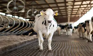 هزینه روزانه یک گاو شیری(0تا100 آنچه باید بدانید)