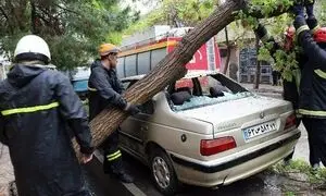 شرایط دریافت خسارت درخت در تصادف چگونه است؟