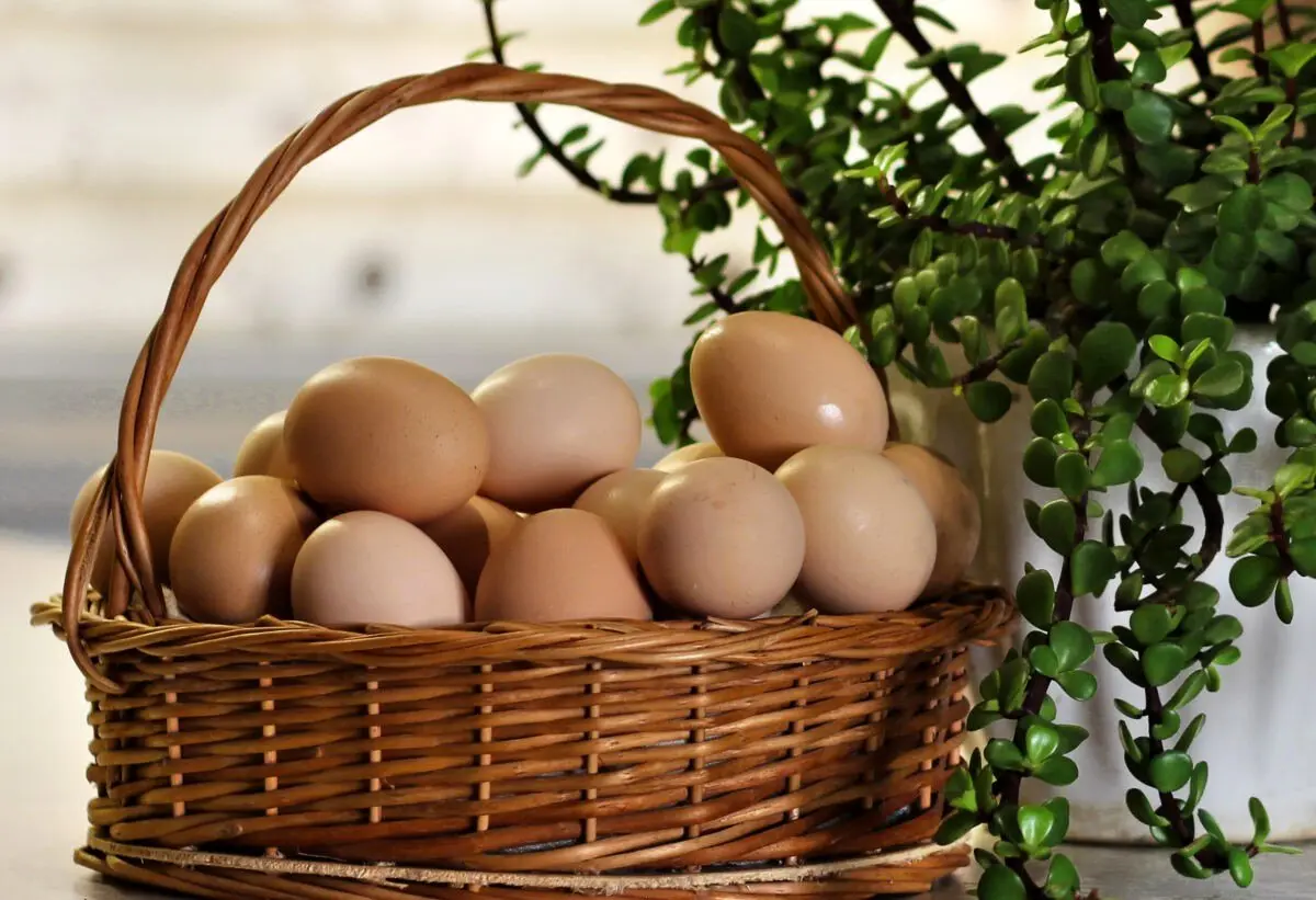 تخم مرغ گیاهی نیو اگ؛ شگفتی نمایشگاه ارگانیک 1404