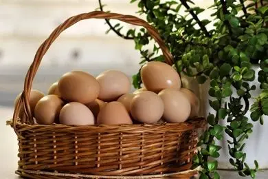 تخم مرغ گیاهی نیو اگ؛ شگفتی نمایشگاه ارگانیک 1404